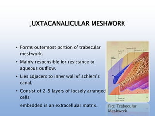 JUXTACANALICULAR MESHWORK
• Forms outermost portion of trabecular
meshwork.
• Mainly responsible for resistance to
aqueous outflow.
• Lies adjacent to inner wall of schlem’s
canal.
• Consist of 2-5 layers of loosely arranged
cells
embedded in an extracellular matrix. Fig: Trabecular
Meshwork
 