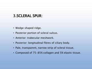 3.SCLERAL SPUR:
• Wedge shaped ridge.
• Posterior portion of scleral sulcus.
• Anterior: trabecular meshwork.
• Posterior: longitudinal fibres of ciliary body.
• Pale, transparent, narrow strip of scleral tissue.
• Composed of 75-85% collagen and 5% elastic tissue.
 