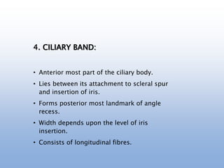 4. CILIARY BAND:
• Anterior most part of the ciliary body.
• Lies between its attachment to scleral spur
and insertion of iris.
• Forms posterior most landmark of angle
recess.
• Width depends upon the level of iris
insertion.
• Consists of longitudinal fibres.
 