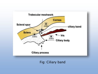 Fig: Ciliary band
 