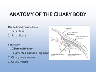 ANATOMY OF THE CILIARY BODY
Can be broadly divided into
1. Pars plana
2. Pars plicata
Consists of:
1. Ciliary epithelium:
pigmented and non-pigmented
2. Ciliary body stroma
3. Ciliary muscle
 
