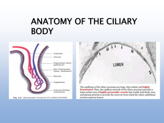 ANATOMY OF THE CILIARY
BODY
 