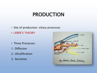 PRODUCTION
• Site of production: ciliary processes
• LEBER’S THEORY
• Three Processes:
1. Diffusion
2. Ultrafiltration
3. Secretion
 