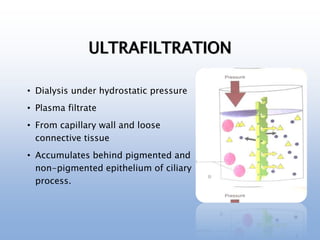 ULTRAFILTRATION
• Dialysis under hydrostatic pressure
• Plasma filtrate
• From capillary wall and loose
connective tissue
• Accumulates behind pigmented and
non-pigmented epithelium of ciliary
process.
 