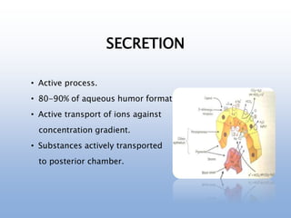 SECRETION
• Active process.
• 80-90% of aqueous humor formation.
• Active transport of ions against
concentration gradient.
• Substances actively transported
to posterior chamber.
 