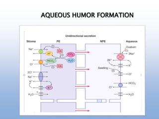 AQUEOUS HUMOR FORMATION
 