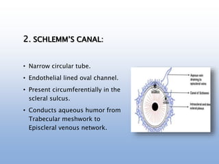 2. SCHLEMM’S CANAL:
• Narrow circular tube.
• Endothelial lined oval channel.
• Present circumferentially in the
scleral sulcus.
• Conducts aqueous humor from
Trabecular meshwork to
Episcleral venous network.
 