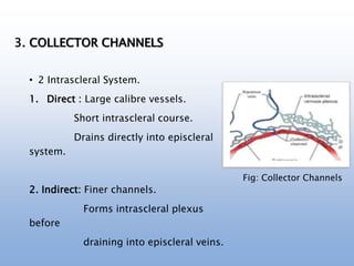 3. COLLECTOR CHANNELS
• 2 Intrascleral System.
1. Direct : Large calibre vessels.
Short intrascleral course.
Drains directly into episcleral
system.
2. Indirect: Finer channels.
Forms intrascleral plexus
before
draining into episcleral veins.
Fig: Collector Channels
 