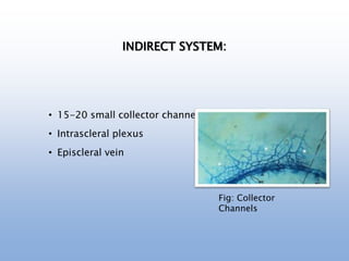 INDIRECT SYSTEM:
• 15-20 small collector channels
• Intrascleral plexus
• Episcleral vein
Fig: Collector
Channels
 