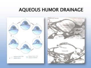 AQUEOUS HUMOR DRAINAGE
 