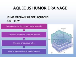 AQUEOUS HUMOR DRAINAGE
PUMP MECHANISM FOR AQUEOUS
OUTFLOW:
Transient fall of IOP during cardiac diastole
Trabecular meshwork retracted inwards
Opening of aqueous valve
Flow of aqueous into Schlemm’s canal
 