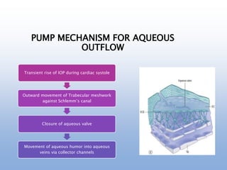 PUMP MECHANISM FOR AQUEOUS
OUTFLOW
Transient rise of IOP during cardiac systole
Outward movement of Trabecular meshwork
against Schlemm’s canal
Closure of aqueous valve
Movement of aqueous humor into aqueous
veins via collector channels
 