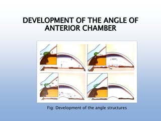 DEVELOPMENT OF THE ANGLE OF
ANTERIOR CHAMBER
Fig: Development of the angle structures
 