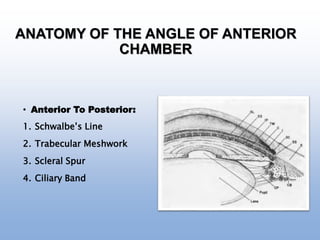 ANATOMY OF THE ANGLE OF ANTERIOR
CHAMBER
• Anterior To Posterior:
1. Schwalbe’s Line
2. Trabecular Meshwork
3. Scleral Spur
4. Ciliary Band
 