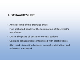 1. SCHWALBE’S LINE:
• Anterior limit of the drainage angle.
• Fine scalloped border at the termination of Descemet’s
membrane.
• Lies in the plane of posterior corneal surface.
• Contains collagen fibres intermixed with elastic fibres.
• Also marks transition between corneal endothelium and
trabecular meshwork.
 