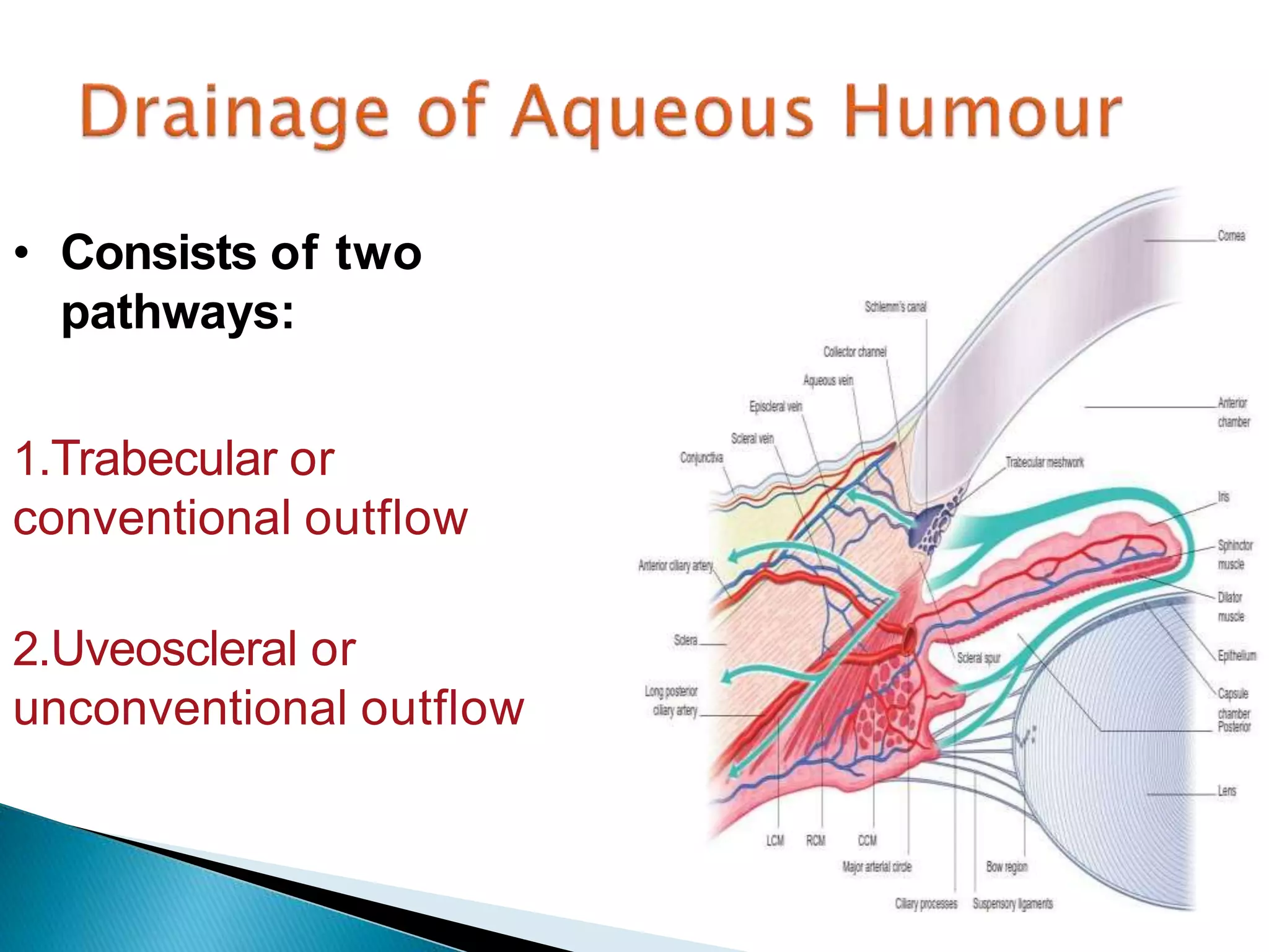 • Consists of two
pathways:
1.Trabecular or
conventional outflow
2.Uveoscleral or
unconventional outflow
 
