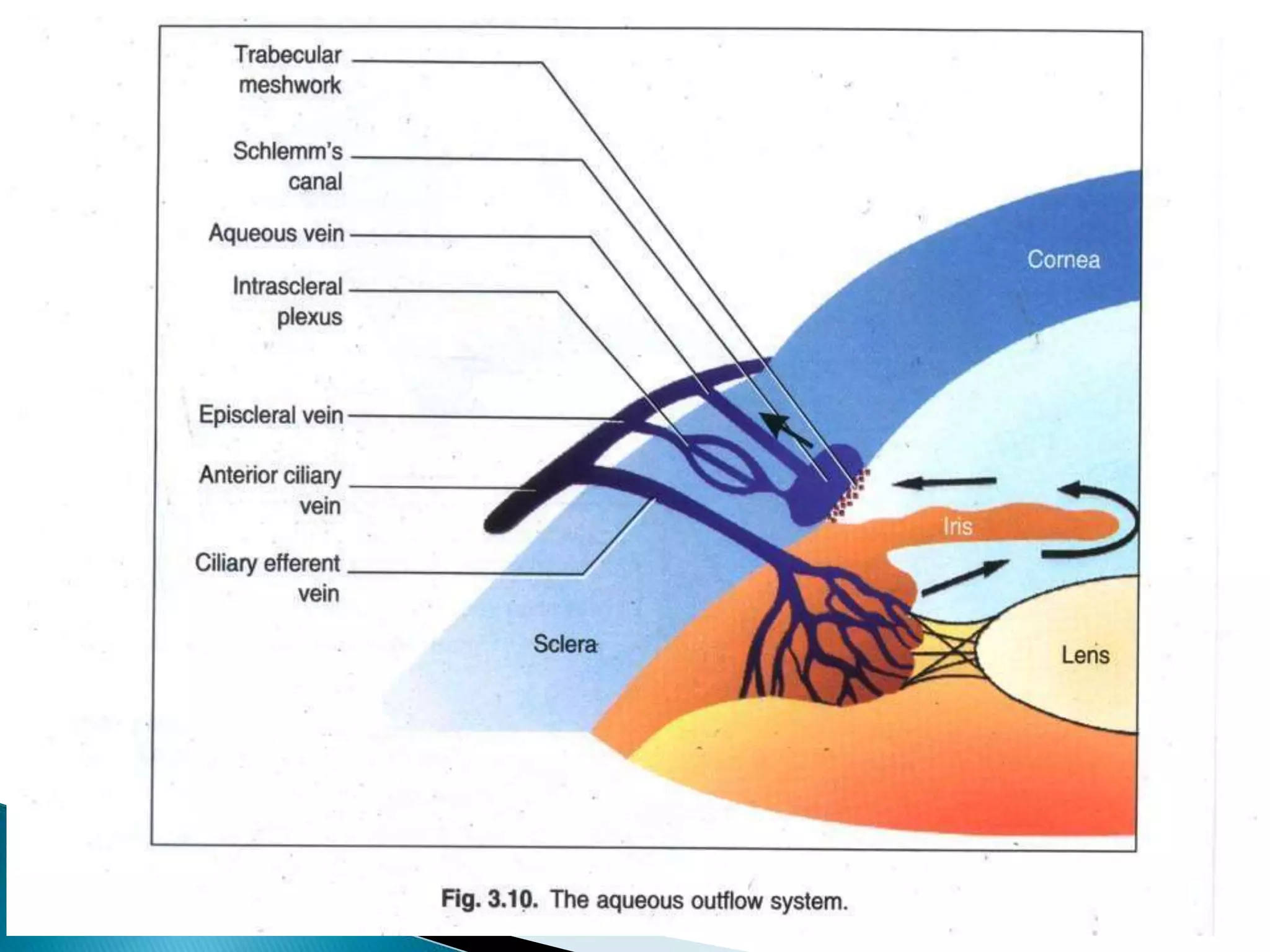 Aqueous humor dynamics(at a glance)