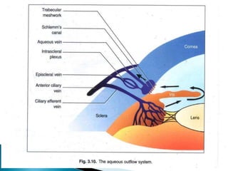 Aqueous humor dynamics(at a glance)