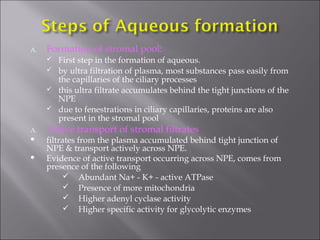 A. Formation of stromal pool:
 First step in the formation of aqueous.
 by ultra filtration of plasma, most substances pass easily from
the capillaries of the ciliary processes
 this ultra filtrate accumulates behind the tight junctions of the
NPE
 due to fenestrations in ciliary capillaries, proteins are also
present in the stromal pool
A. Active transport of stromal filtrates
 filtrates from the plasma accumulated behind tight junction of
NPE & transport actively across NPE.
 Evidence of active transport occurring across NPE, comes from
presence of the following
 Abundant Na+ - K+ - active ATPase
 Presence of more mitochondria
 Higher adenyl cyclase activity
 Higher specific activity for glycolytic enzymes
 