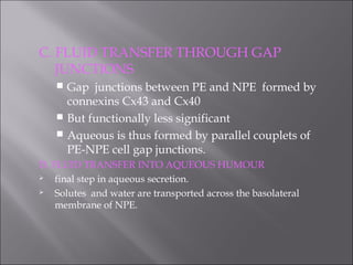 C. FLUID TRANSFER THROUGH GAP
JUNCTIONS
 Gap junctions between PE and NPE formed by
connexins Cx43 and Cx40
 But functionally less significant
 Aqueous is thus formed by parallel couplets of
PE-NPE cell gap junctions.
D. FLUID TRANSFER INTO AQUEOUS HUMOUR
 final step in aqueous secretion.
 Solutes and water are transported across the basolateral
membrane of NPE.
 