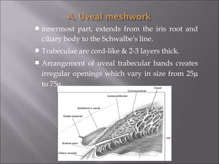  innermost part, extends from the iris root and
ciliary body to the Schwalbe’s line.
 Trabeculae are cord-like & 2-3 layers thick.
 Arrangement of uveal trabecular bands creates
irregular openings which vary in size from 25µ
to 75µ.
 