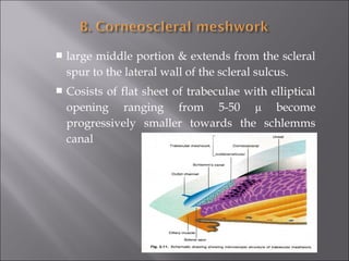  large middle portion & extends from the scleral
spur to the lateral wall of the scleral sulcus.
 Cosists of flat sheet of trabeculae with elliptical
opening ranging from 5-50 μ become
progressively smaller towards the schlemms
canal
 