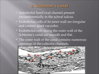  endothelial lined oval channel present
circumferentially in the scleral sulcus.
 Endothelial cells of its inner wall are irregular
and contain giant vacuoles.
 Endothelial cells lining the outer wall of the
Schlemm’s canal are smooth and flat.
 The outer wall of the canal contains numerous
openings of the collector channels.
 