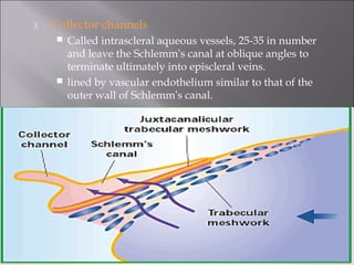 3. Collector channels
 Called intrascleral aqueous vessels, 25-35 in number
and leave the Schlemm’s canal at oblique angles to
terminate ultimately into episcleral veins.
 lined by vascular endothelium similar to that of the
outer wall of Schlemm’s canal.
 
