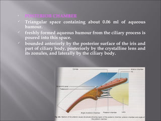 • POSTERIOR CHAMBER
 Triangular space containing about 0.06 ml of aqueous
humour.
 freshly formed aqueous humour from the ciliary process is
poured into this space.
 bounded anteriorly by the posterior surface of the iris and
part of ciliary body, posteriorly by the crystalline lens and
its zonules, and laterally by the ciliary body.
 
