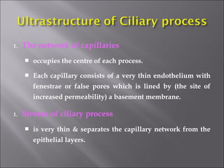 1. The network of capillaries
 occupies the centre of each process.
 Each capillary consists of a very thin endothelium with
fenestrae or false pores which is lined by (the site of
increased permeability) a basement membrane.
1. Stroma of ciliary process
 is very thin & separates the capillary network from the
epithelial layers.
 