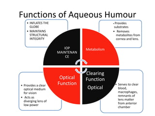 Humorous Function Aqueous humour dynamics | PPTX
