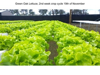 Green Oak Lettuce, 2nd week crop cycle 19th of November