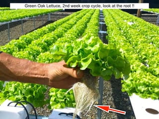 Green Oak Lettuce, 2nd week crop cycle, look at the root !!