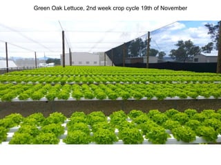 Green Oak Lettuce, 2nd week crop cycle 19th of November