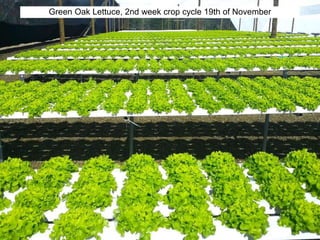 Green Oak Lettuce, 2nd week crop cycle 19th of November