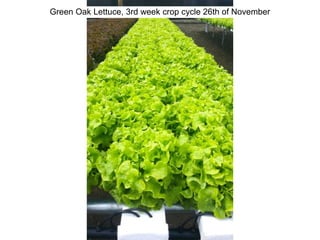 Green Oak Lettuce, 3rd week crop cycle 26th of November