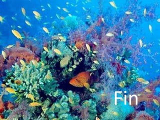 Fin
 