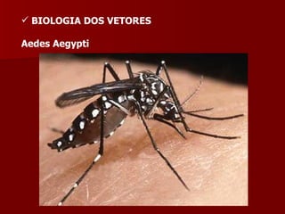 BIOLOGIA DOS VETORES   Aedes Aegypti 