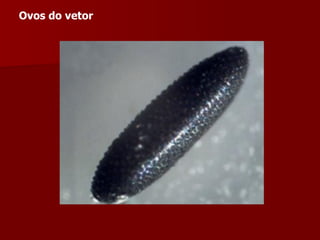 Ovos do vetor  