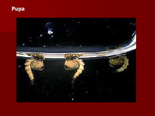 Pupa 