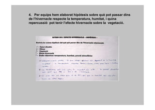 4. Per equips hem elaborat hipòtesis sobre què pot passar dins
de l’hivernacle respecte la temperatura, humitat, i quina
repercussió pot tenir l’efecte hivernacle sobre la vegetació.
 