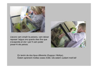 Llavors vam omplir la peixera, vam deixar
reposar l’aigua uns quants dies fins que
s’evaporés el clor i per fi vam poder
posar-hi els peixos.




       En tenim de dos tipus diferents (Guppys i Mollys).
       Estem aprenent moltes coses d’ells i els estem cuidant molt bé!
 