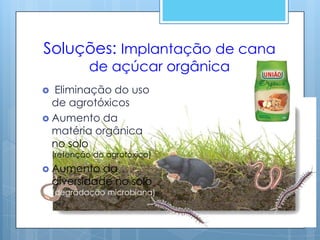 Soluções: Implantação de cana
            de açúcar orgânica
 Eliminação do uso
  de agrotóxicos
 Aumento da
  matéria orgânica
  no solo
    (retenção do agrotóxico)
 Aumento     da
    diversidade no solo
    (degradação microbiana)
 