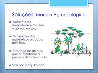 Soluções: Manejo Agroecológico
   Aumento da
    diversidade e matéria
    orgânica no solo.

   Eliminação dos
    agrotóxicos e adubos
    químicos.

   Presença de árvores
    que aumentarão a
    permeabilidade do solo.

   Solo rico e equilibrado.
 