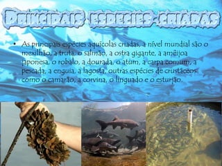• As principais espécies aquícolas criadas, a nível mundial são o
mexilhão, a truta, o salmão, a ostra gigante, a amêijoa
japonesa, o robalo, a dourada, o atum, a carpa comum, a
pescada, a enguia, a lagosta, outras espécies de crustáceos
como o camarão, a corvina, o linguado e o esturjão.

 