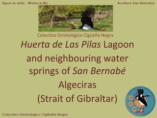 Colectivo Ornitológico Cigüeña Negra

Huerta de Las Pilas Lagoon
and neighbouring water
springs of San Bernabé
Algeciras
(Strait of Gibraltar)

 