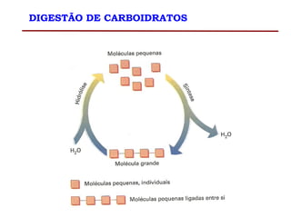 DIGESTÃO DE CARBOIDRATOS
 