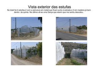 Vista exterior das estufas No total há 4 estufas,2 com a estrutura em metal que ficam junto á estrada e 2 em madeira já bem dentro  da quinta. Na última vê-se uma Garça que assim que me sentiu descolou.. 