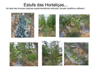 Estufa das Hortaliças... Ao lado das árvores tropicais experimentámos bróculos, tomate Josefina e alfaces ! 