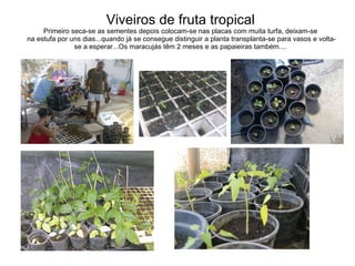 Viveiros de fruta tropical  Primeiro seca-se as sementes depois colocam-se nas placas com muita turfa, deixam-se  na estufa por uns dias...quando já se consegue distinguir a planta transplanta-se para vasos e volta-se a esperar...Os maracujás têm 2 meses e as papaieiras também.... 